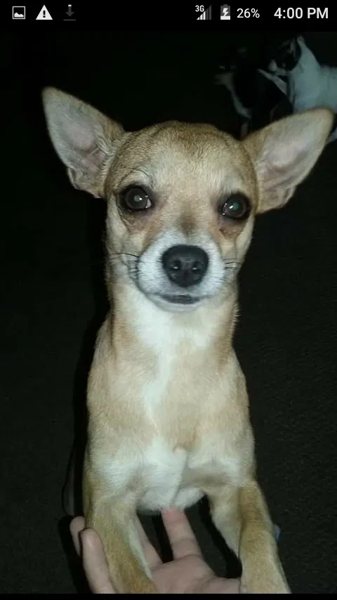 Lost dog in Tulsa, OK, 74127