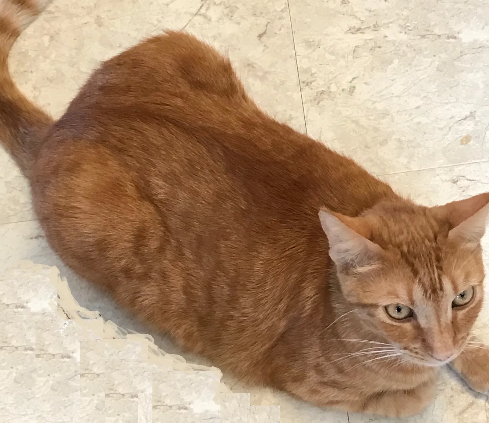 Lost cat in Buena Park, CA, 90620