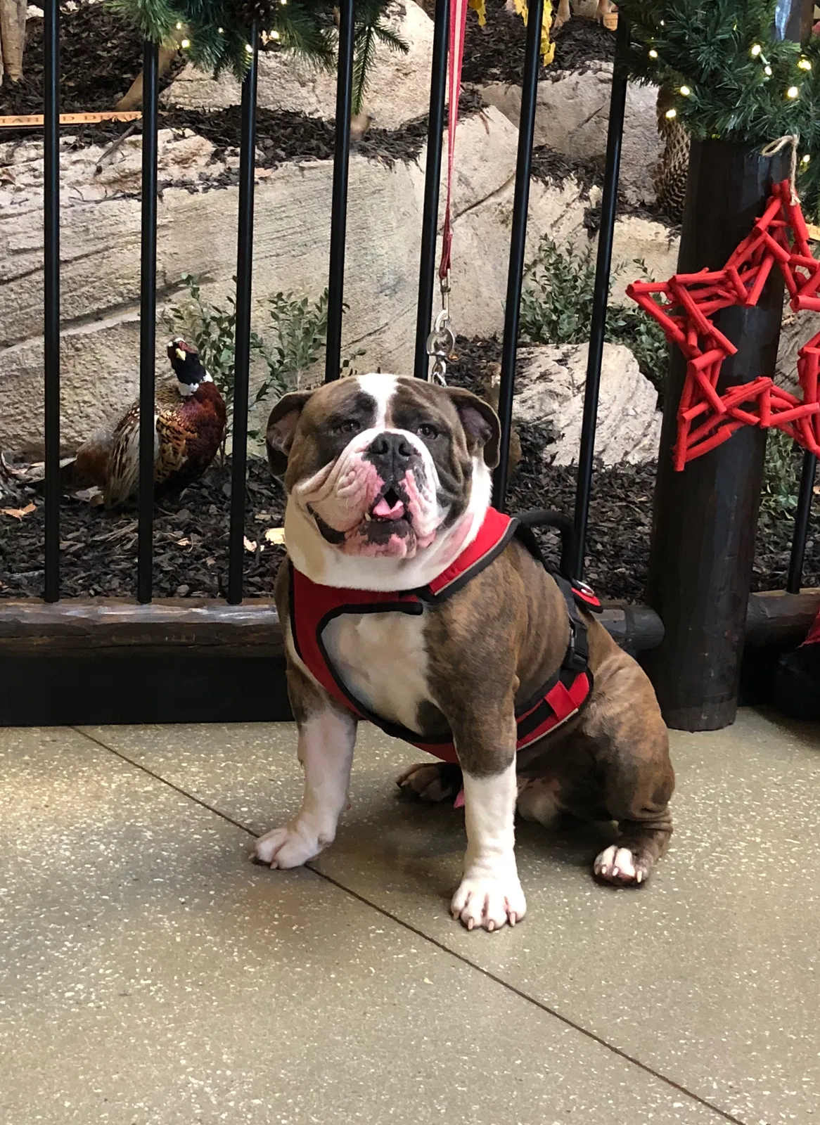 Lost dog in Gray Court, SC, 29645