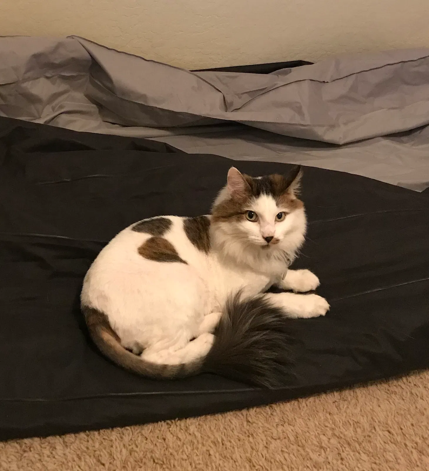 Lost cat in Phoenix, AZ, 85086