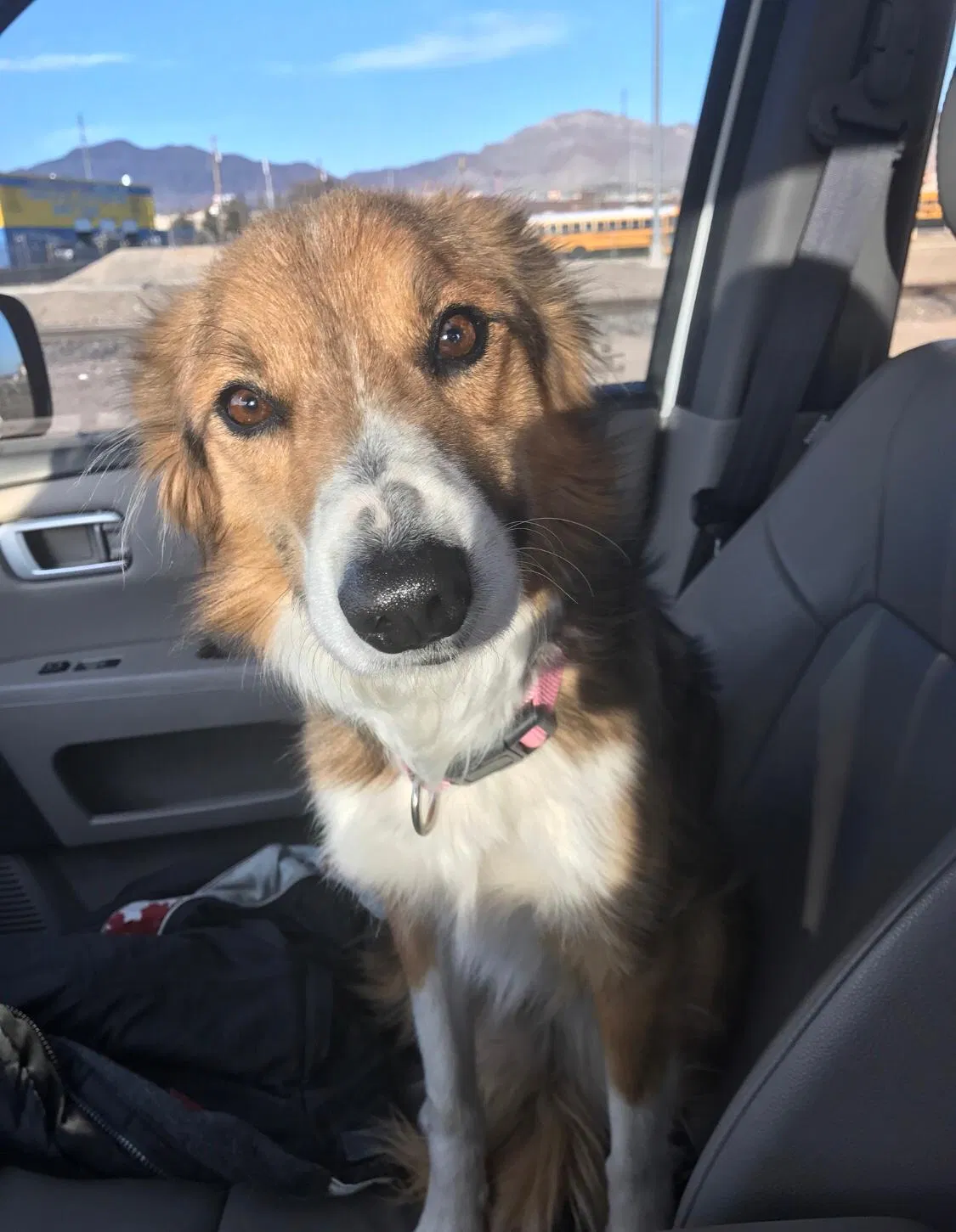 Lost dog in El Paso, TX, 79912