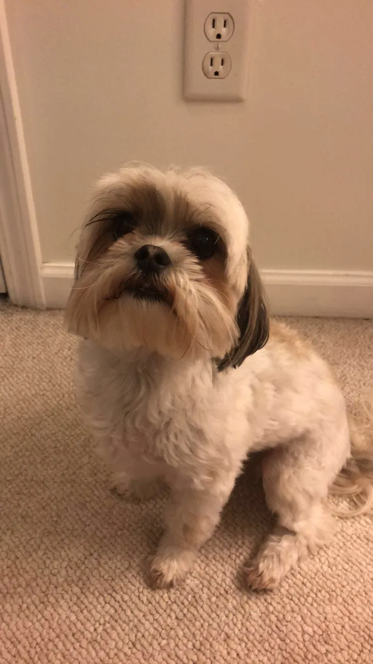 Lost dog in Dublin, VA, 24084