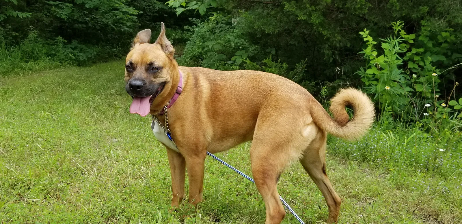 Lost dog in Springfield, MO, 65806