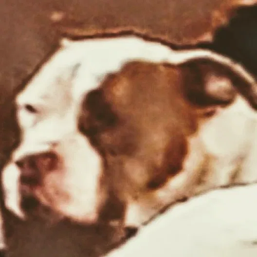 Lost dog in Albuquerque, NM, 87114