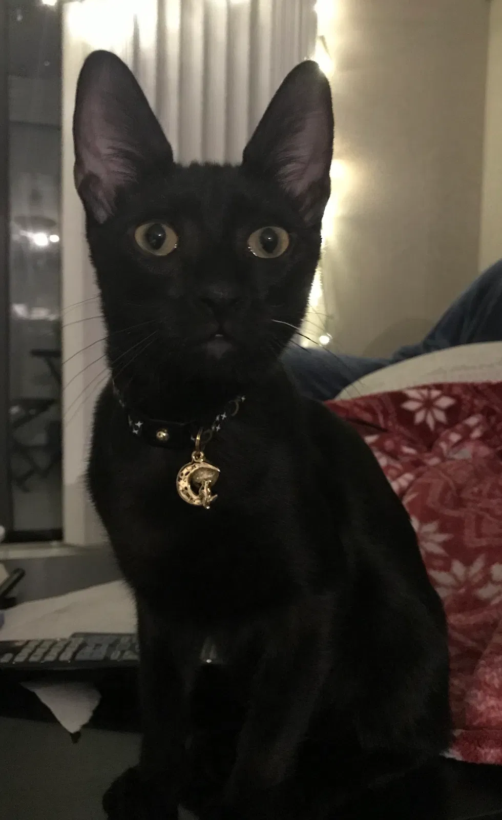 Lost cat in Pompano Beach, FL, 33069