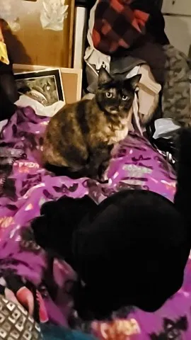 Lost cat in Prescott, AZ, 86301