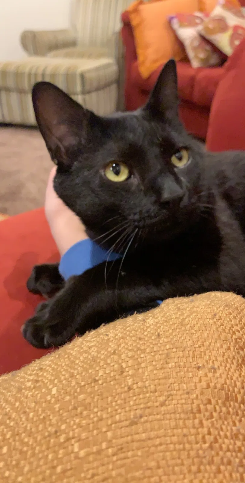 Lost cat in Lakeville, MN, 55044