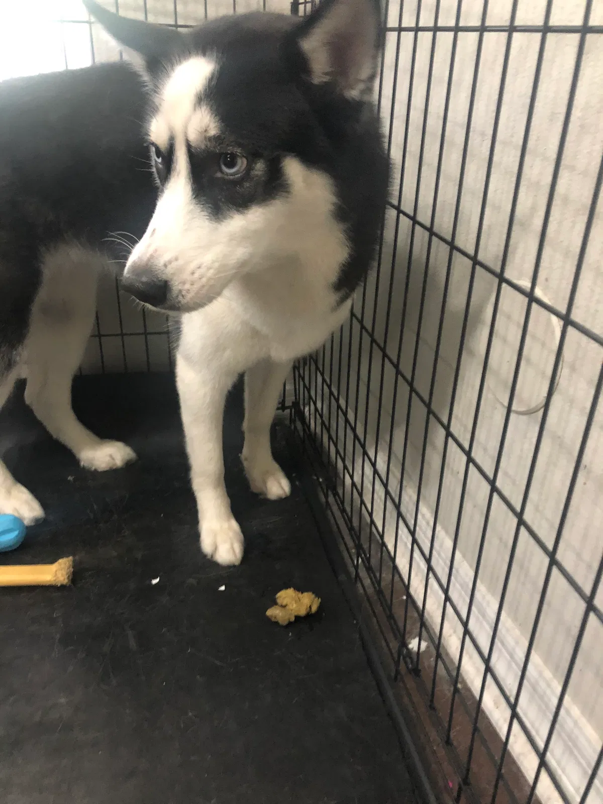 Lost dog in Baileyton, AL, 35019