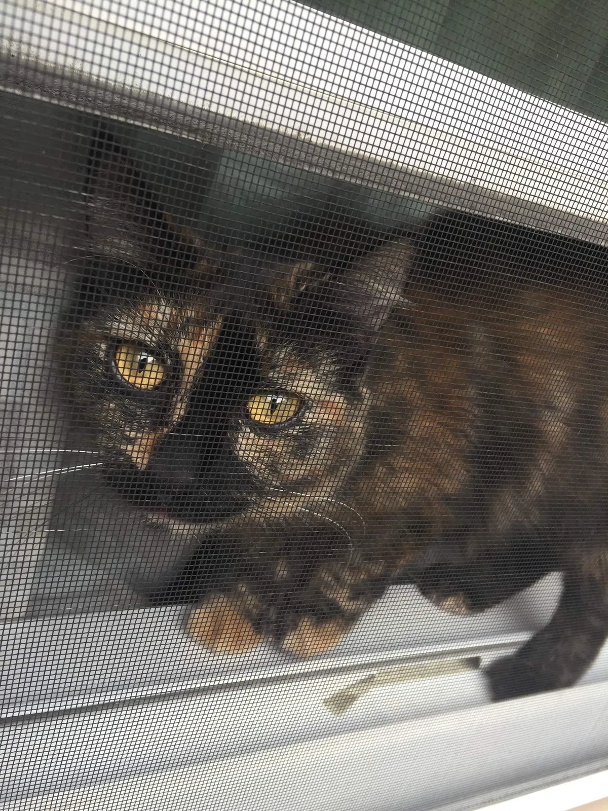 Lost cat in Big Lake, MN, 55309