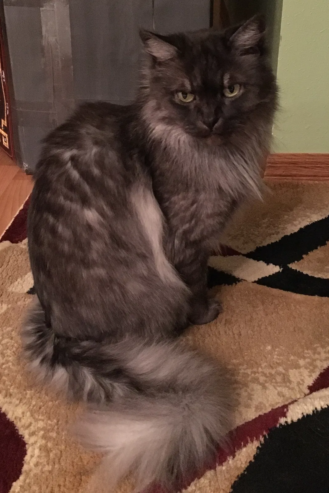 Lost cat in Bemidji, MN, 56601