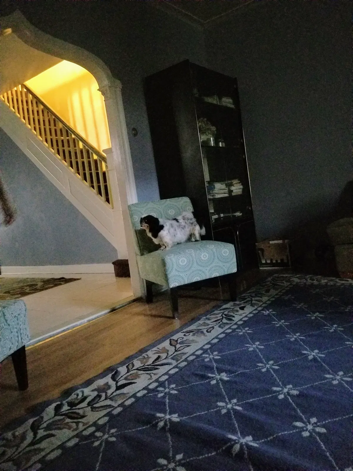 Lost dog in Brooklyn, NY, 11226