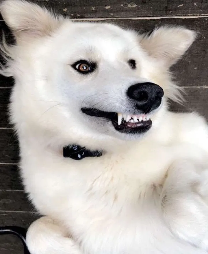 Lost dog in Alto, GA, 30510