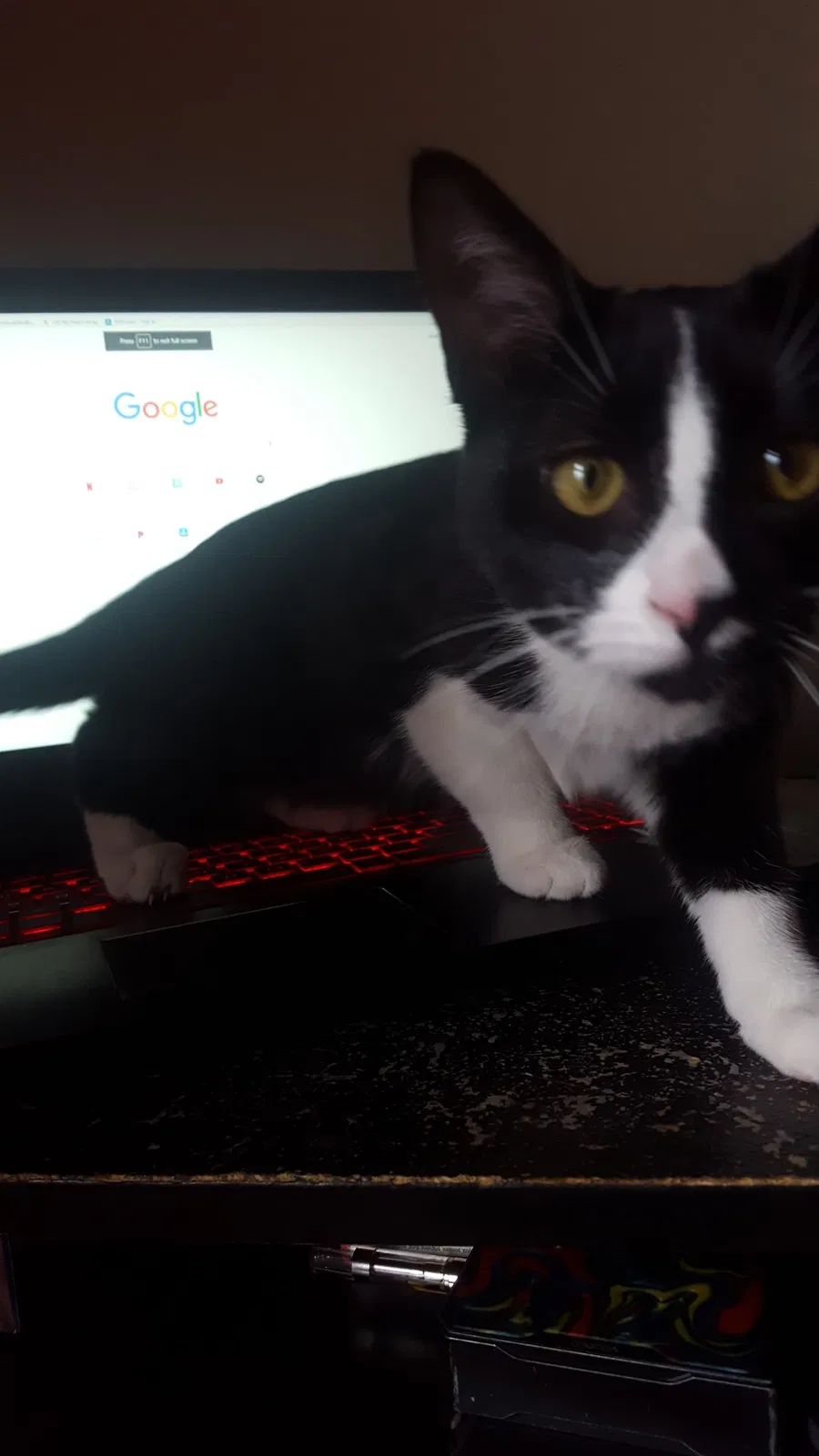 Lost cat in Powell, OH, 43065