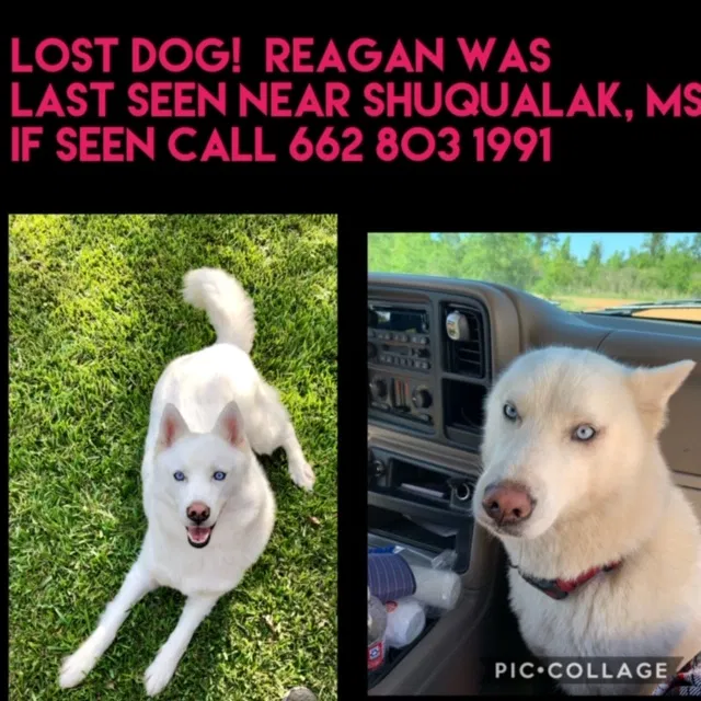 Lost dog in Shuqualak, MS, 39361