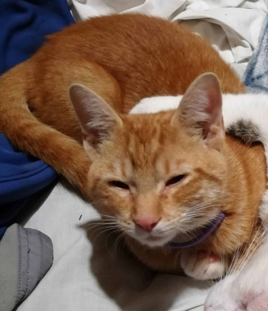 Lost cat in Mount Desert, ME, 4660