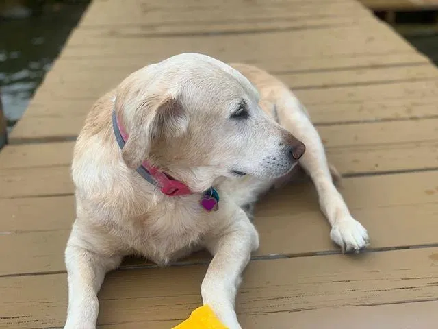 Lost dog in Penn Yan, NY, 14527