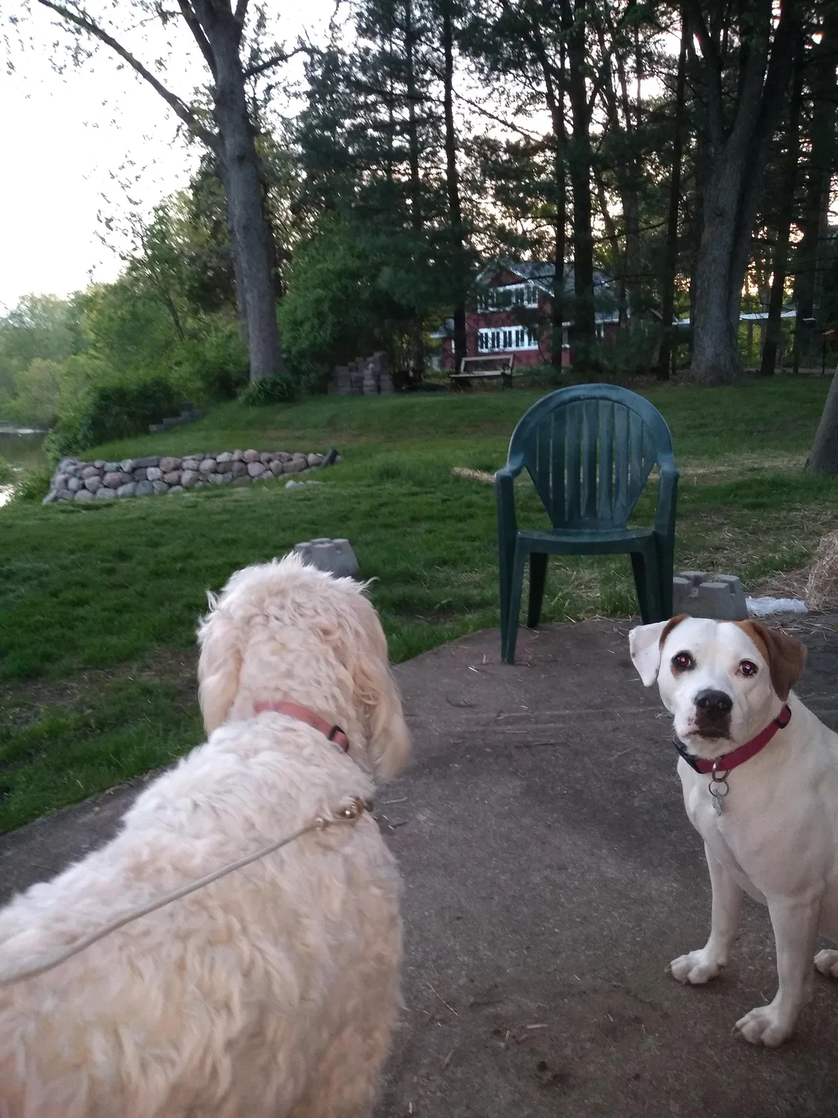 Lost dog in Sterling, MI, 48659