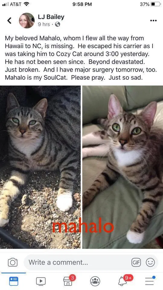 Lost cat in Raleigh, NC, 27613