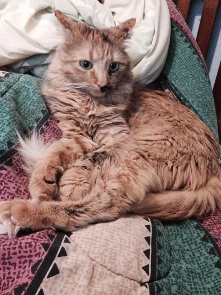 Lost cat in Rio Rancho, NM, 87144