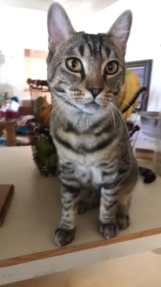 Lost cat in Rio Rancho, NM, 87144