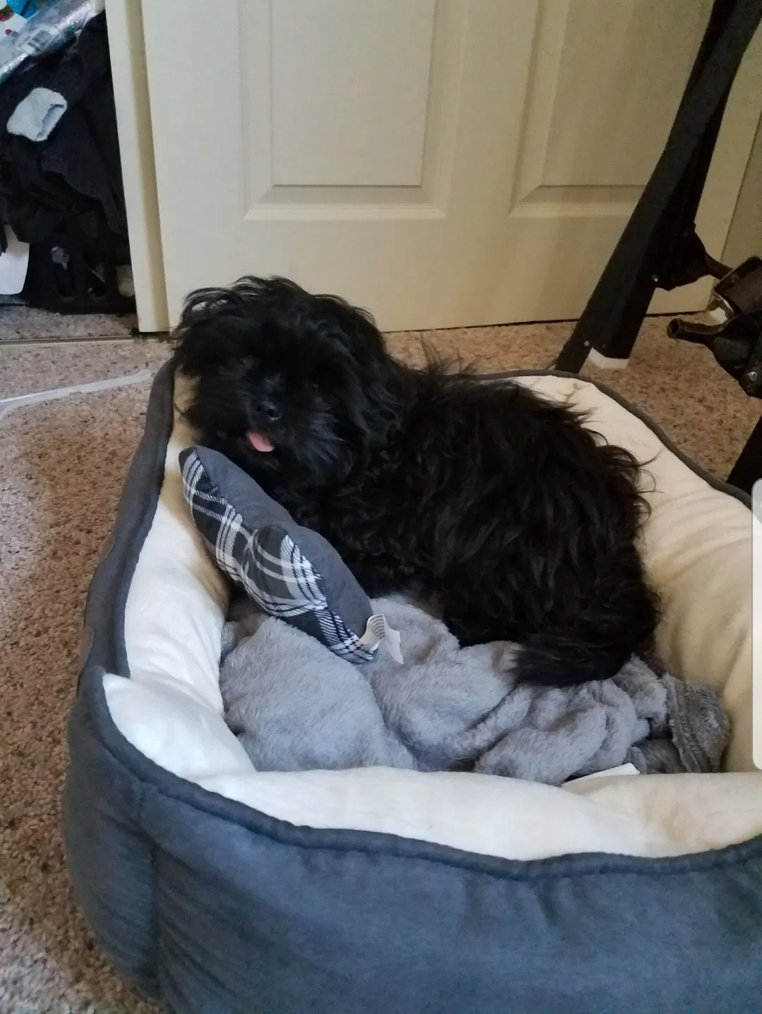 Lost dog in Florence, KY, 41042