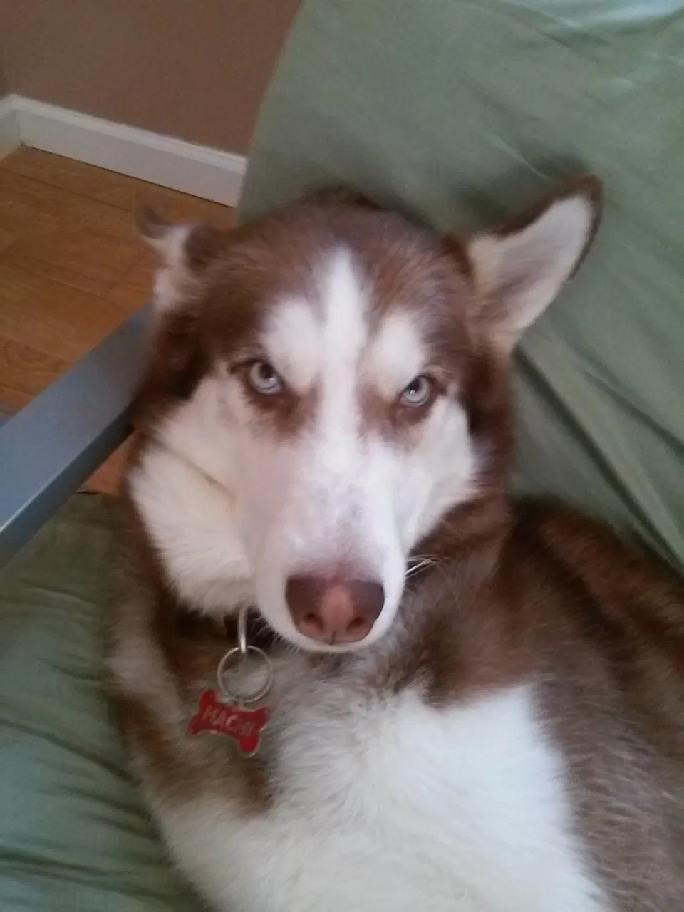 Lost dog in Honea Path, SC, 29654