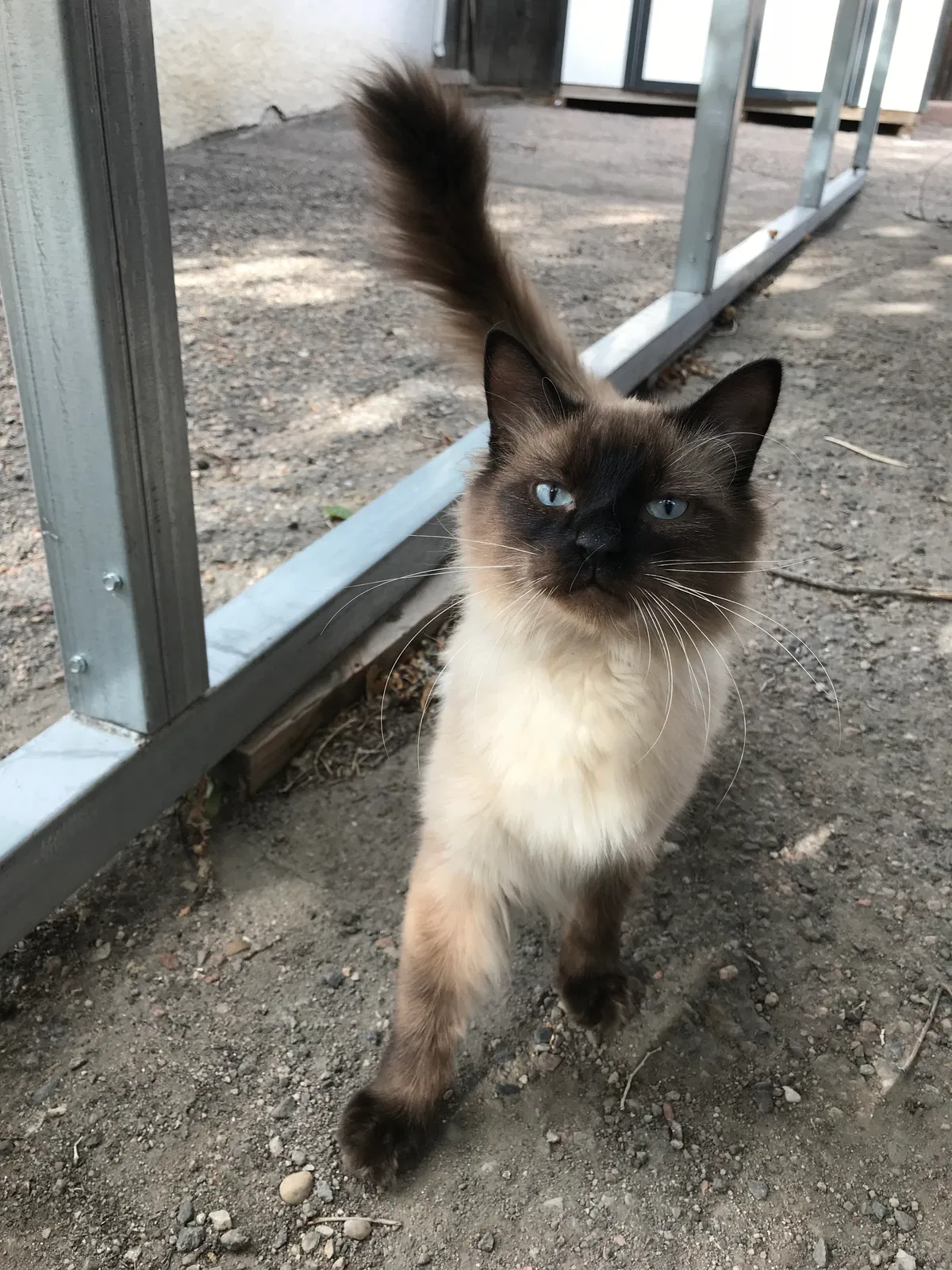 Lost cat in Pueblo, CO, 81004