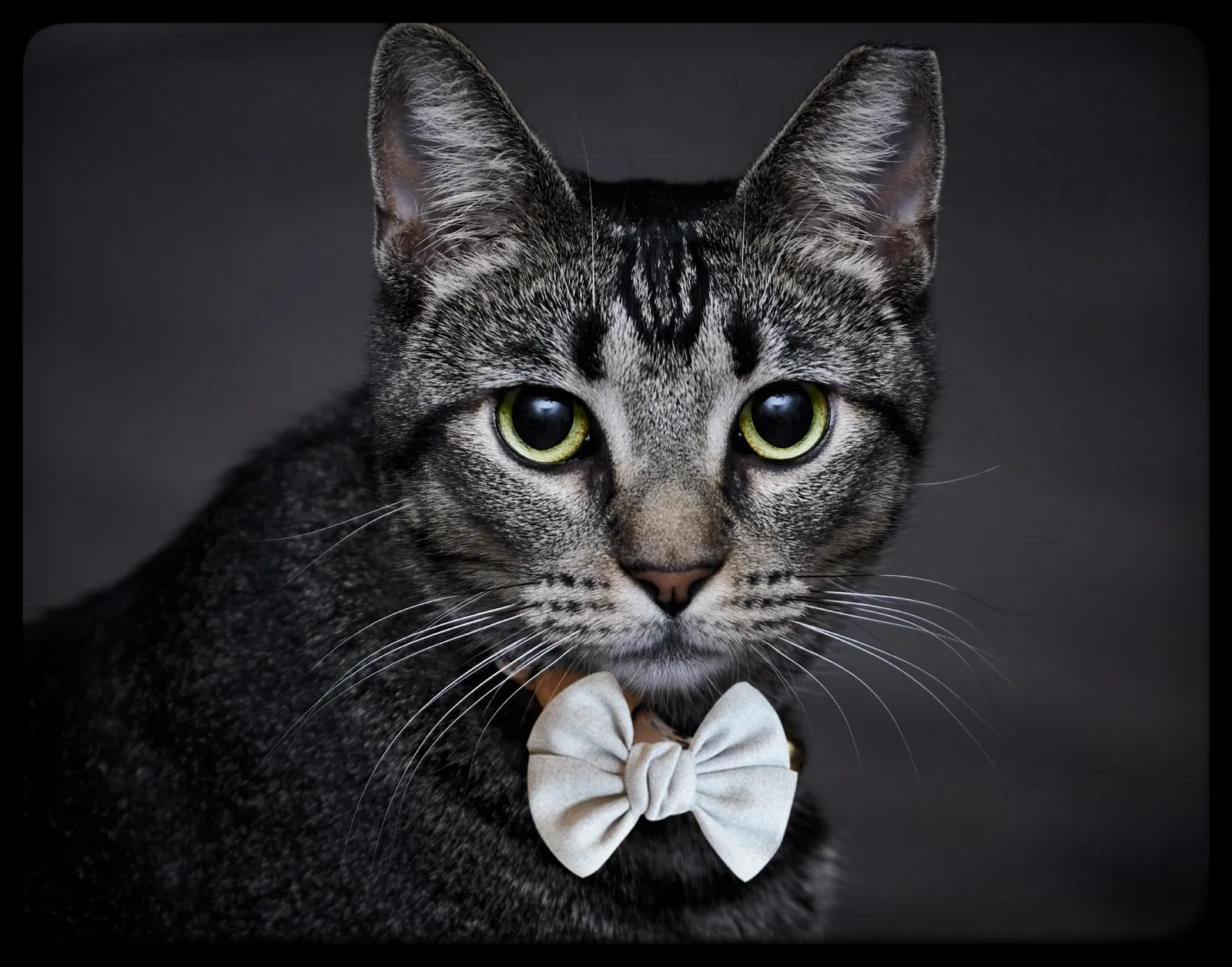 Lost cat in Round Rock, TX, 78665