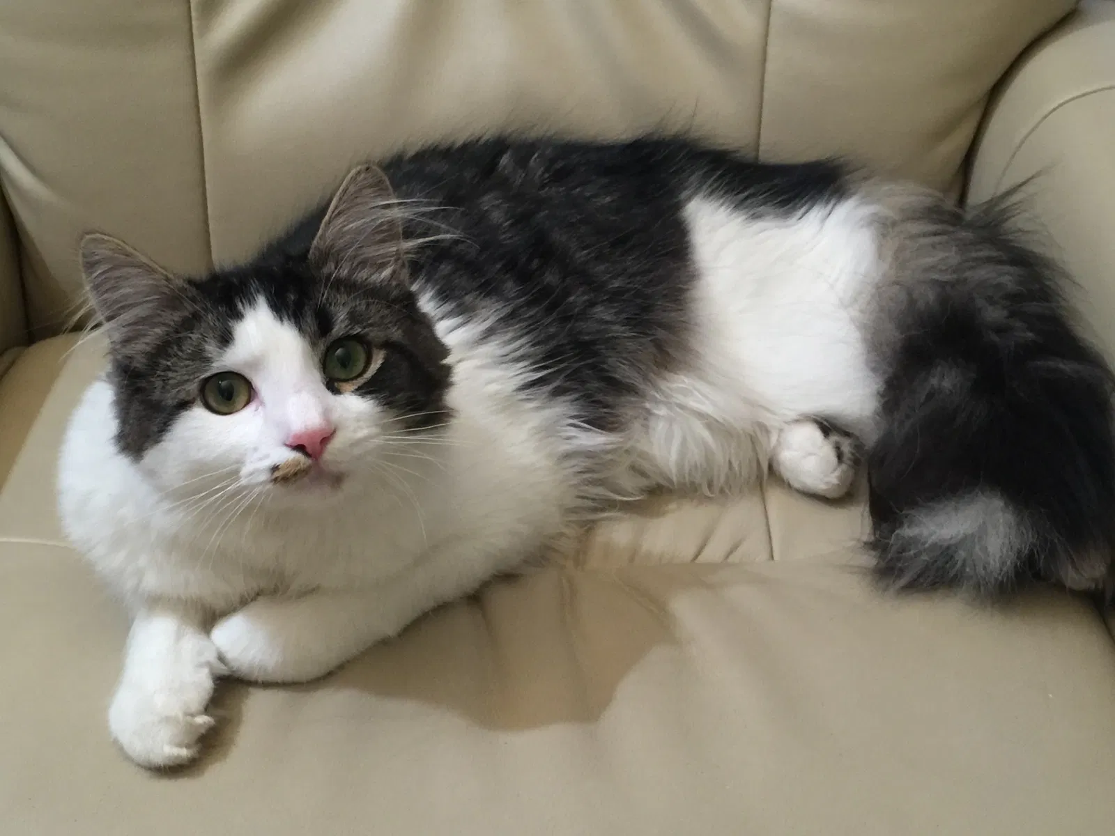 Lost cat in Snohomish, WA, 98296