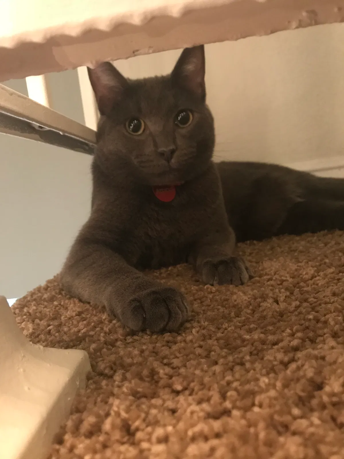 Lost cat in Oceanside, CA, 92058