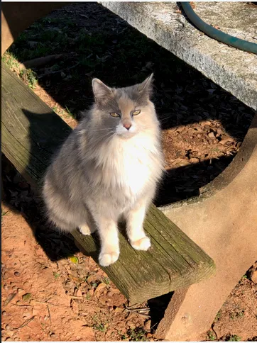 Lost cat in Boiling Springs, SC, 29316