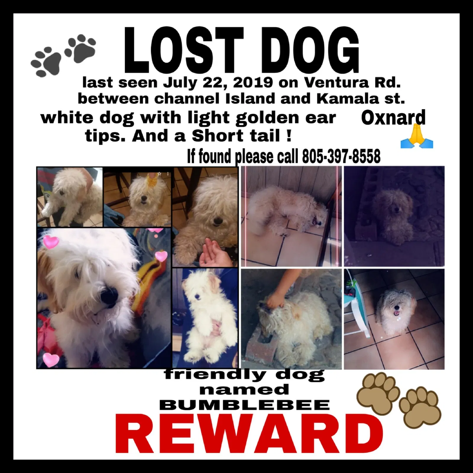 Lost dog in Oxnard, CA, 93033
