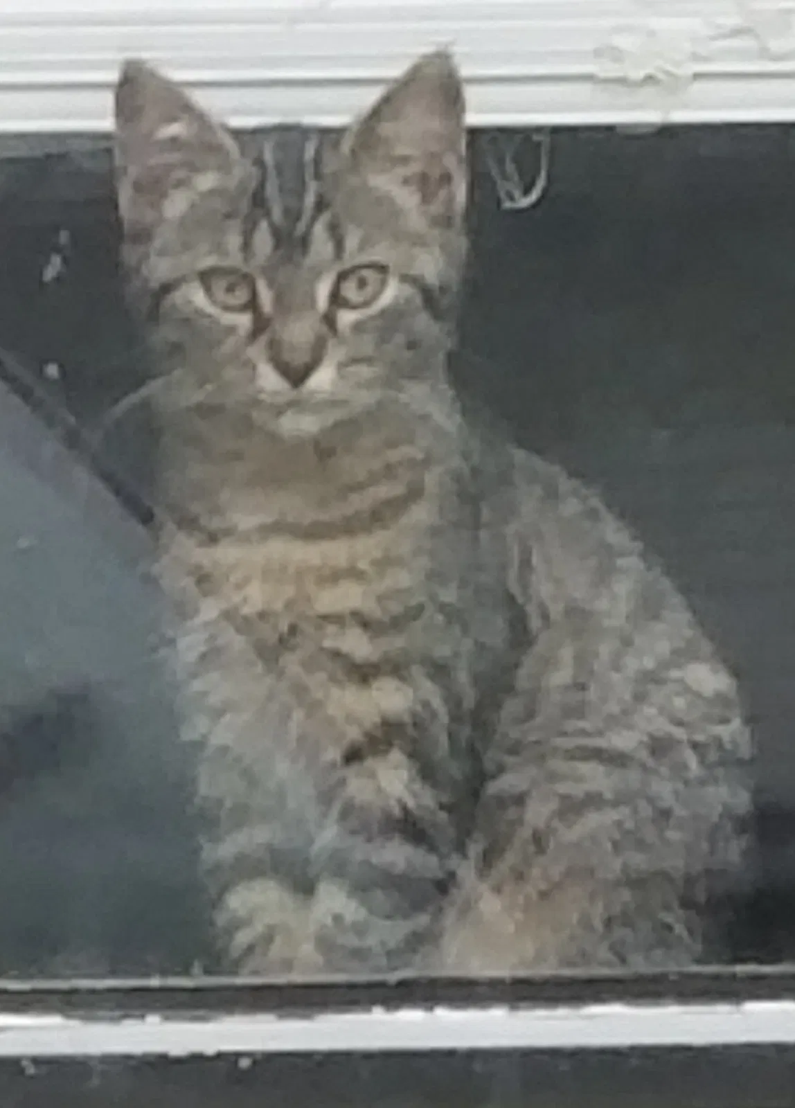 Lost cat in Delaware, OH, 43015