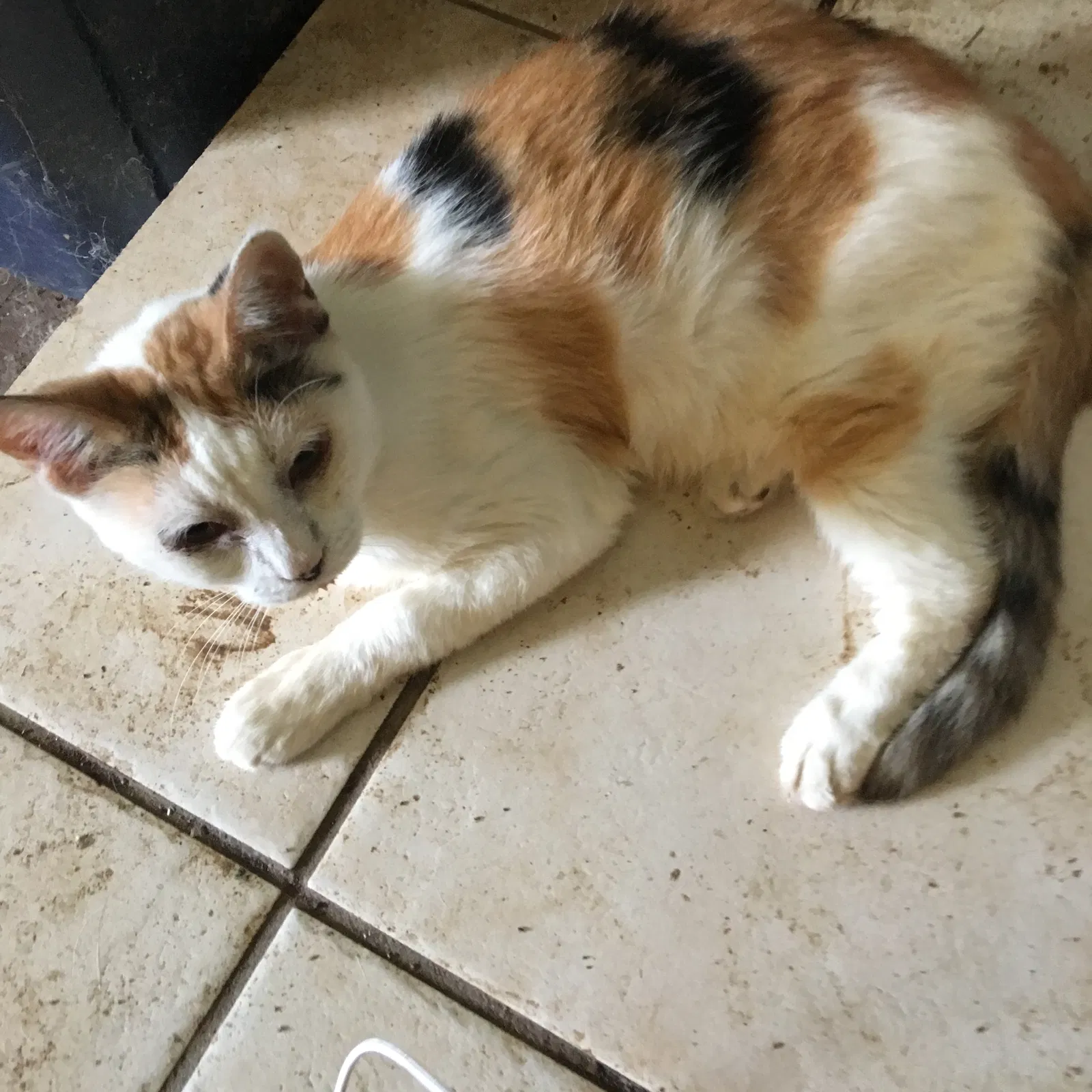 Lost cat in Homestead, FL, 33031