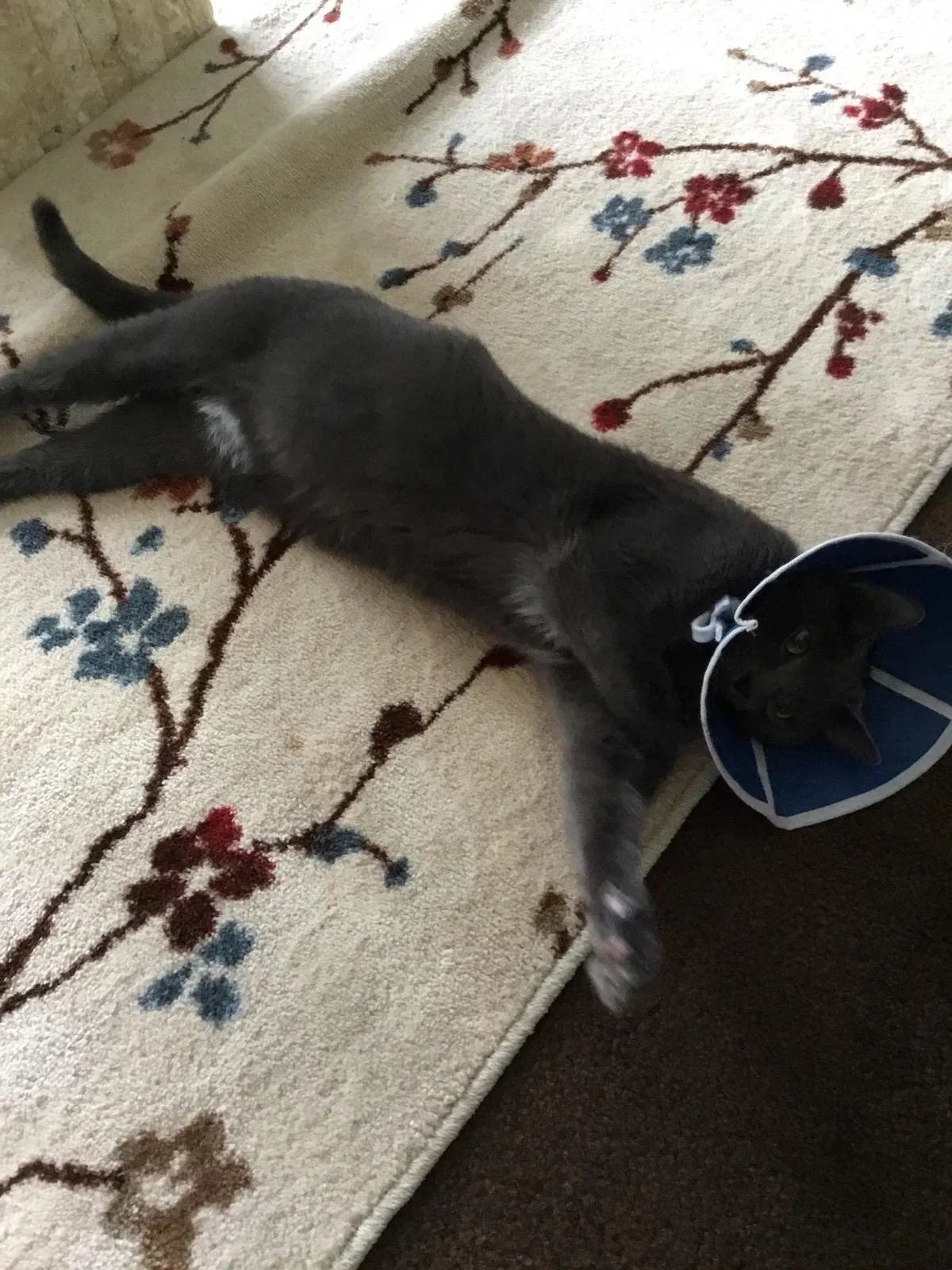 Lost cat in Akron, OH, 44305