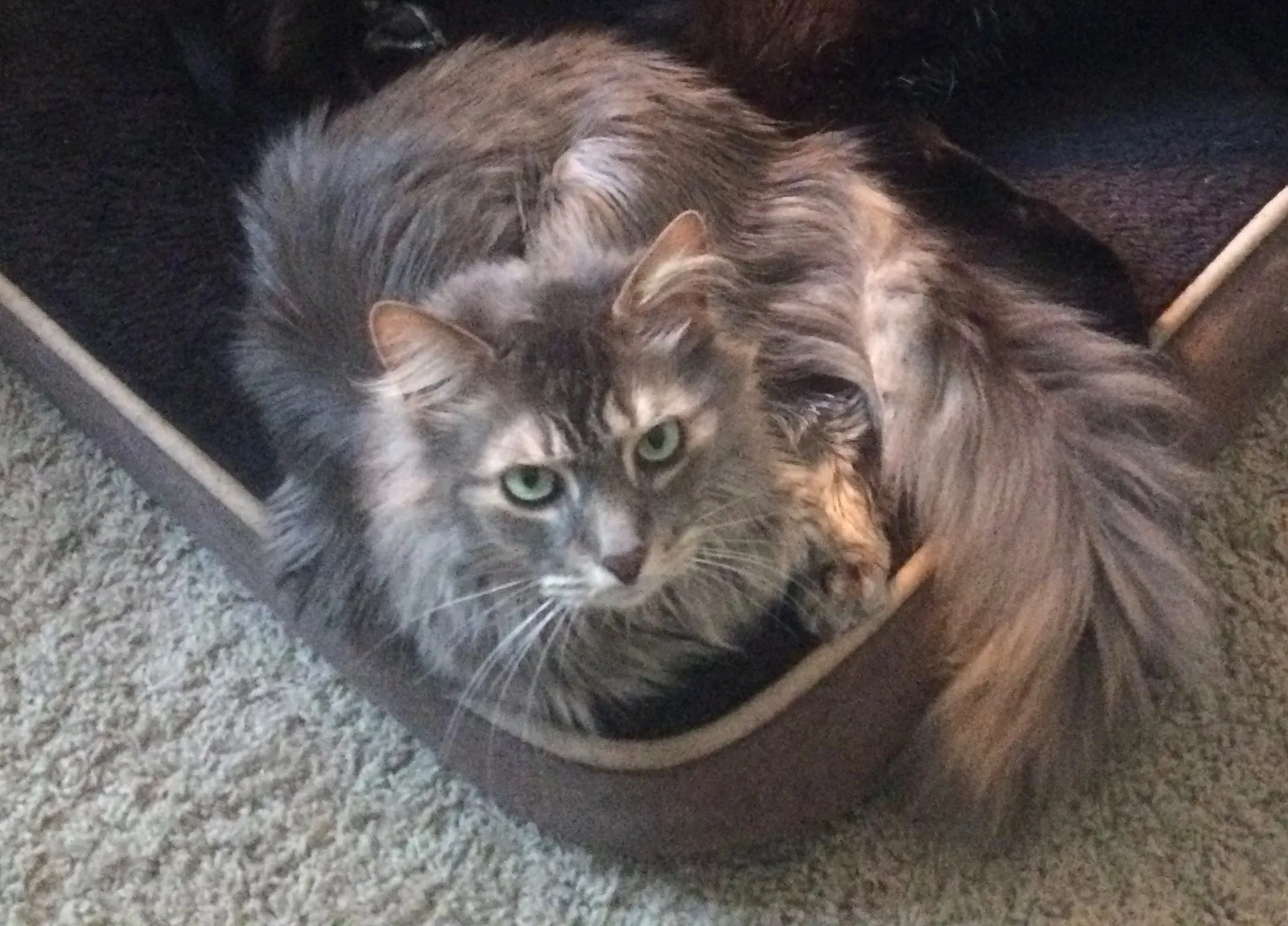 Lost cat in Rootstown, OH, 44272