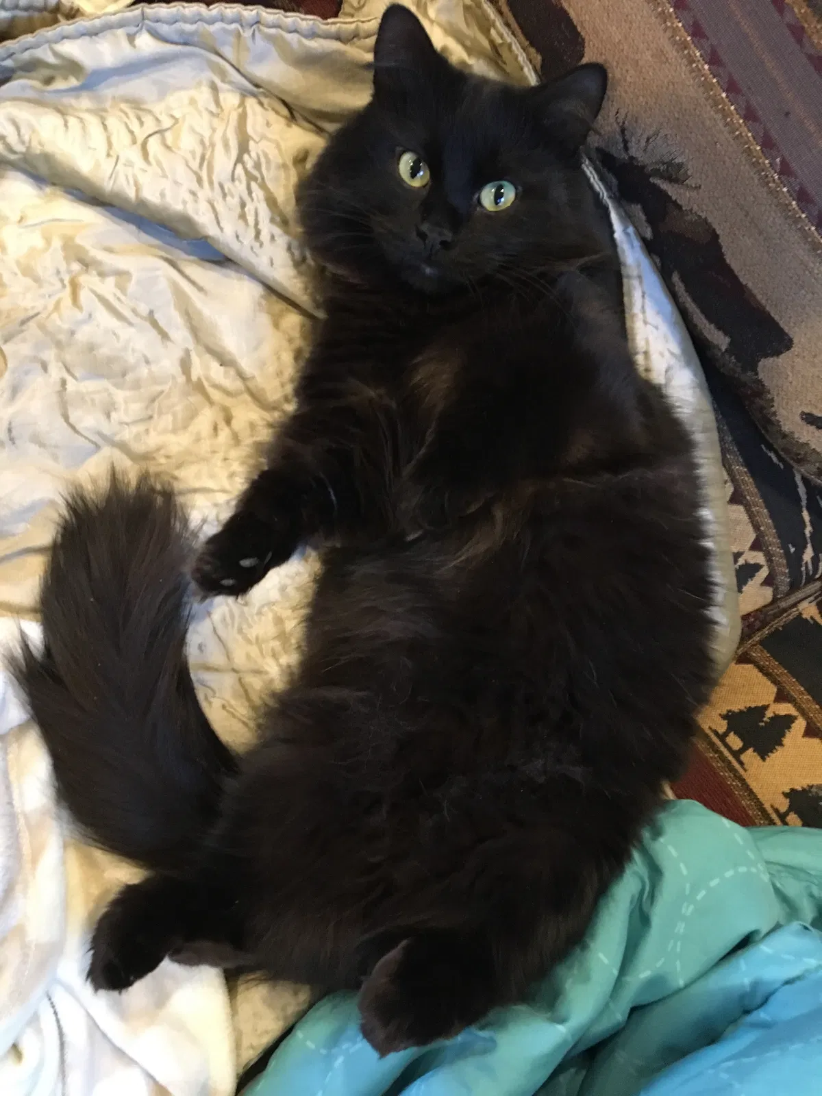 Lost cat in South Salem, NY, 10590