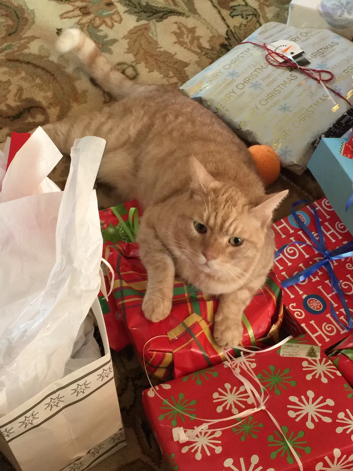 Lost cat in Jupiter, FL, 33458