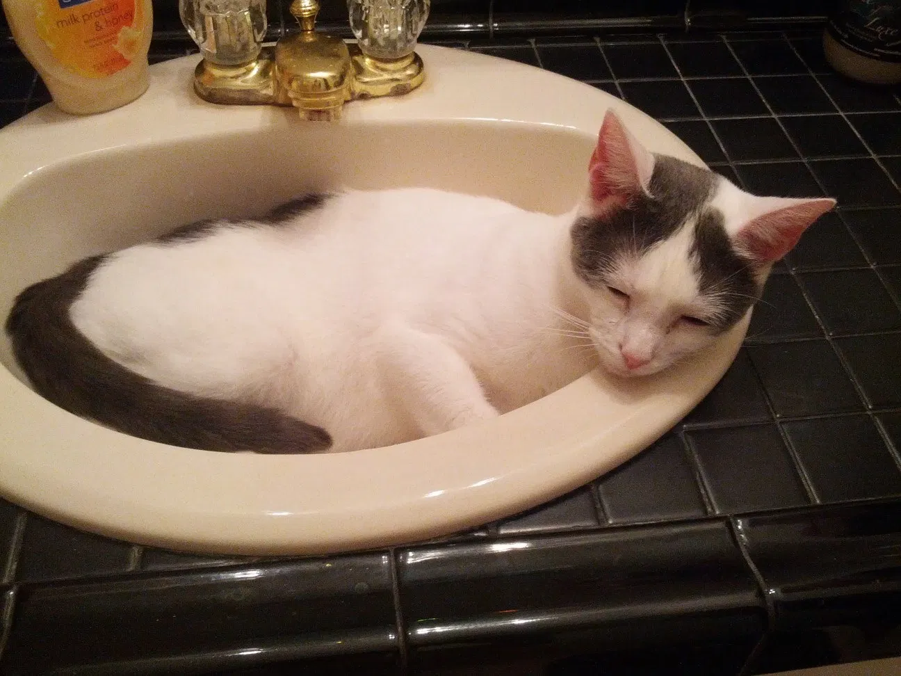 Lost cat in Warner Robins, GA, 31088
