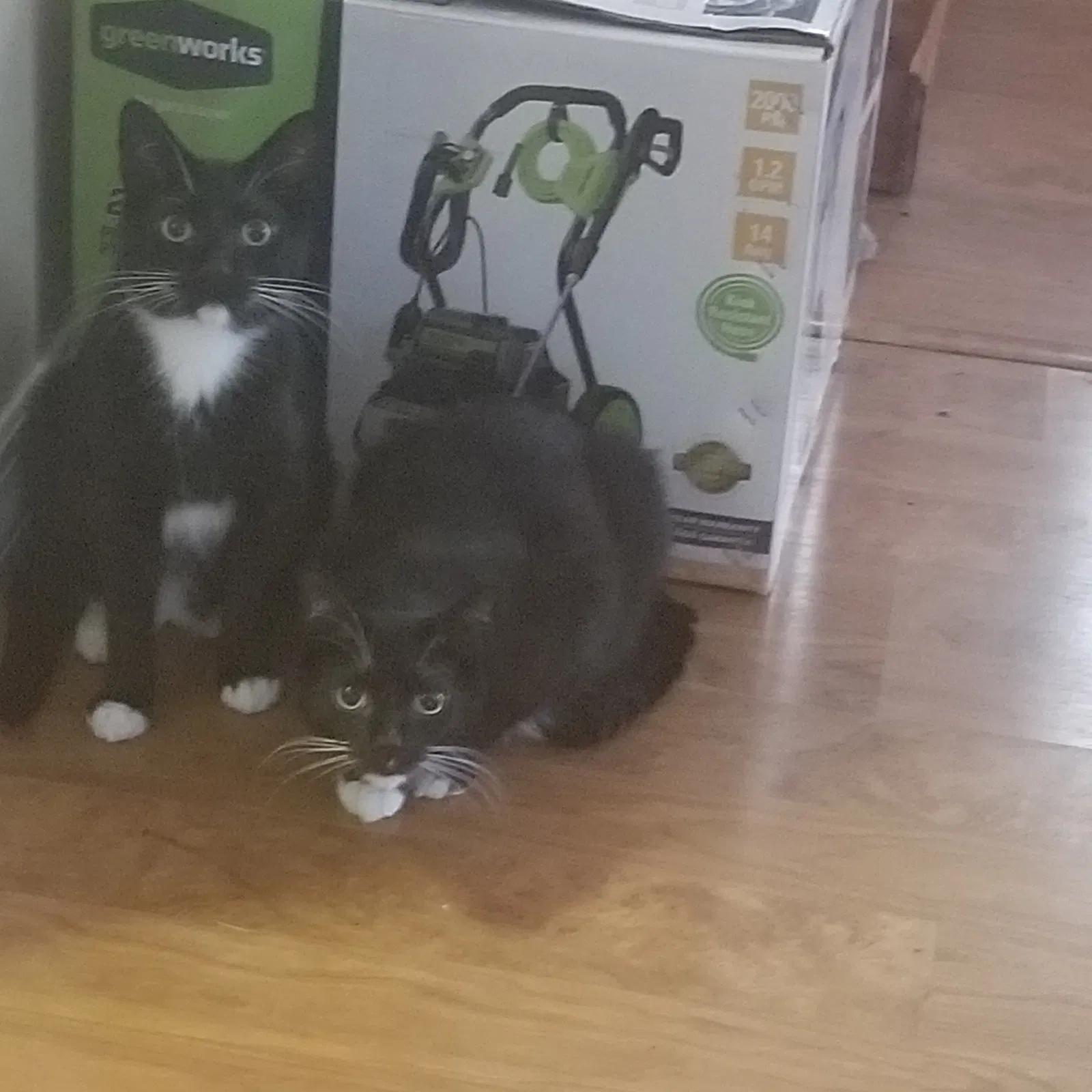 Lost cat in Lemont, PA, 16851