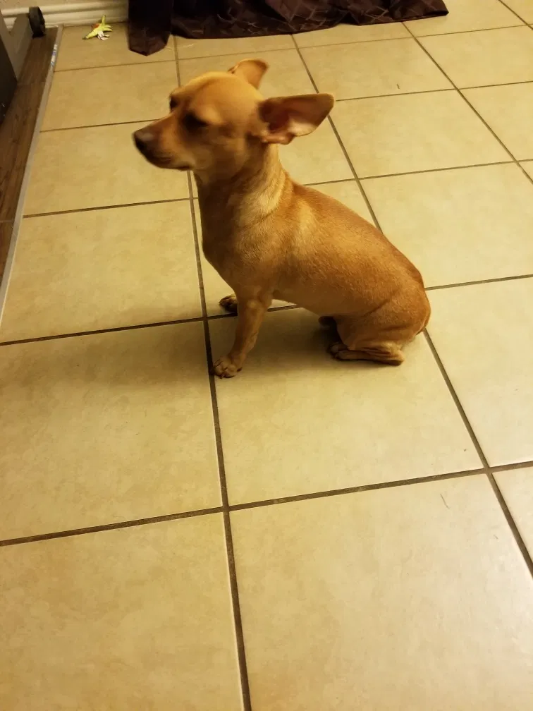 Lost dog in Arabi, LA, 70032