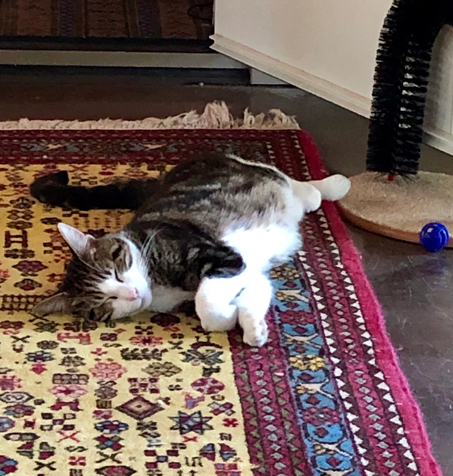 Lost cat in Overland Park, KS, 66207
