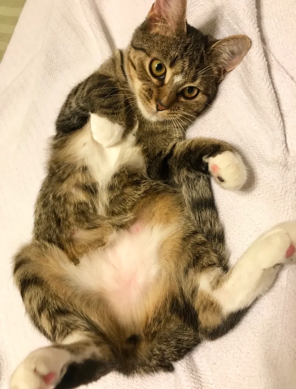Lost cat in Boynton Beach, FL, 33435
