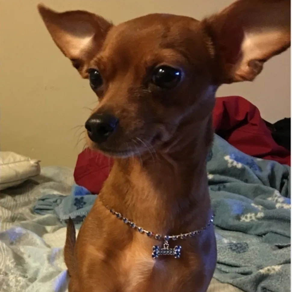 Lost dog in Bronx, NY, 10473