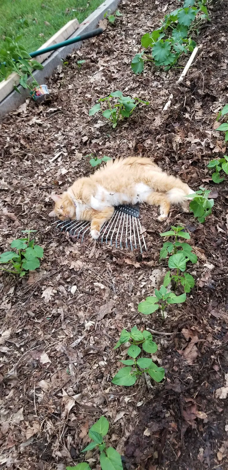 Lost cat in Winchester, VA, 22601