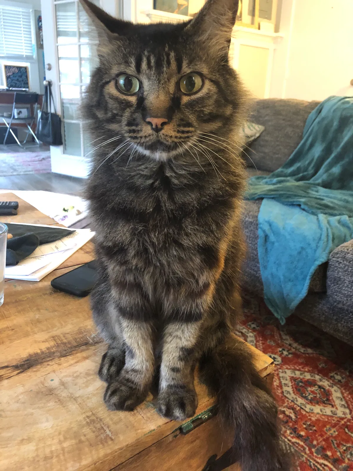 Lost cat in San Diego, CA, 92101