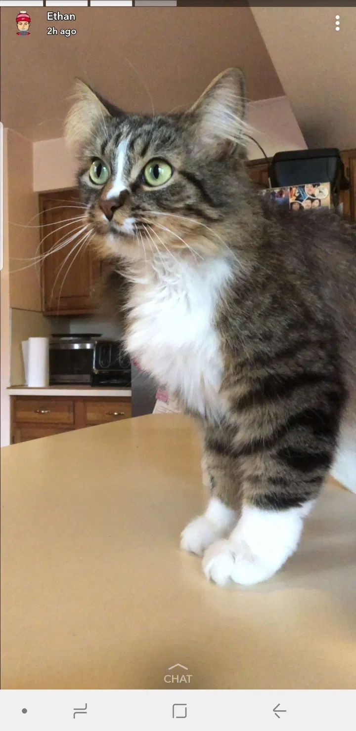Lost cat in Wyandotte, MI, 48192