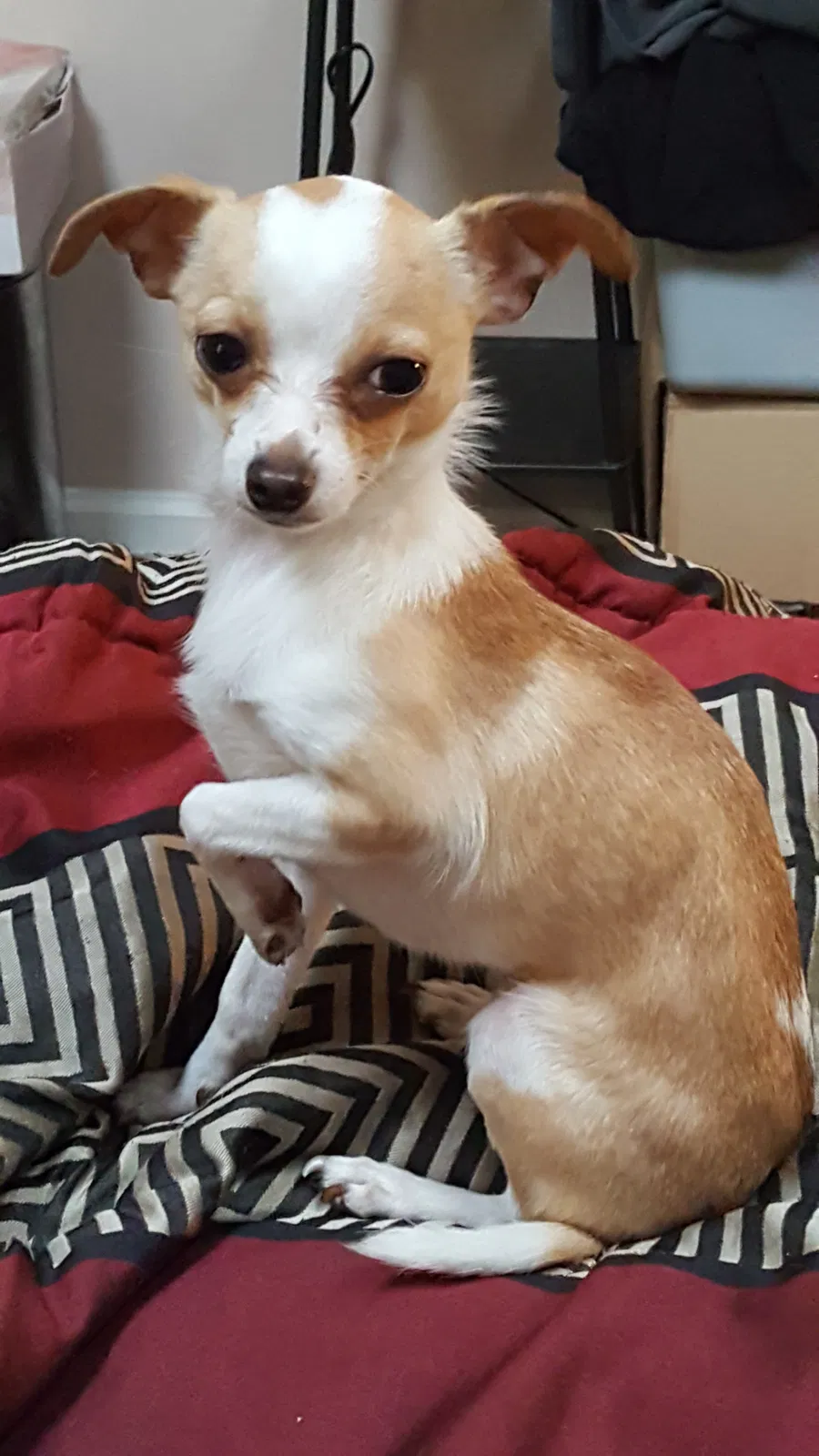 Lost dog in Charlotte, NC, 28213