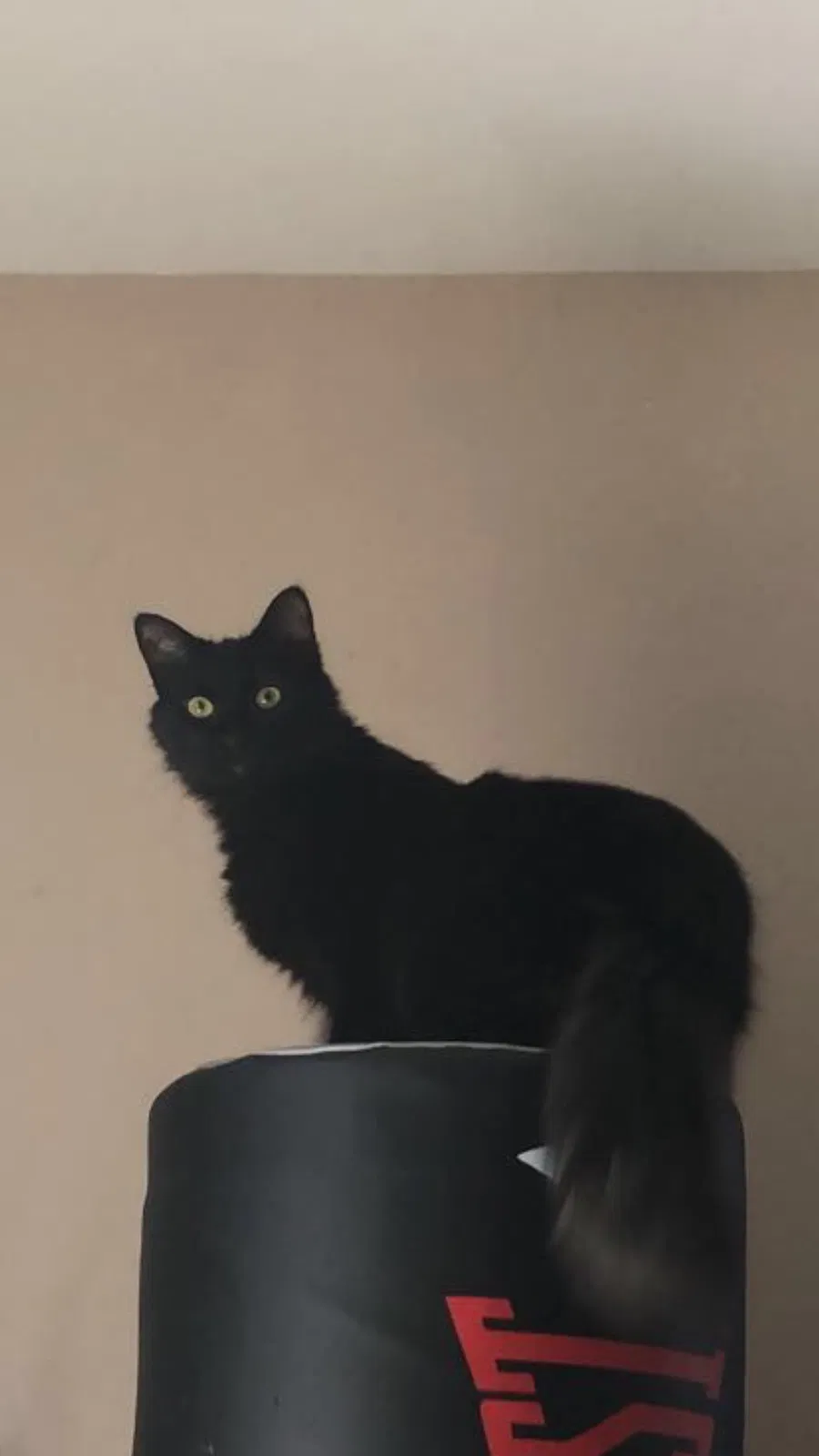Lost cat in Virginia Beach, VA, 23462