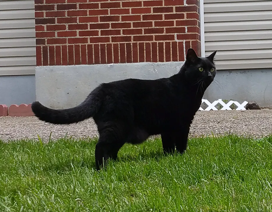 Lost cat in Rahway, NJ, 7065